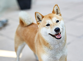 Η Οδοντική φροντίδα των ζώων συντροφιάς